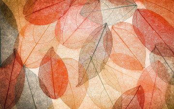 Картинка природа листья прожилки осень россыпь