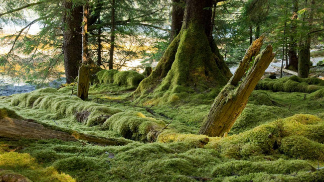 Обои картинки фото природа, лес, деревья, хайда-гуай, мох, канада