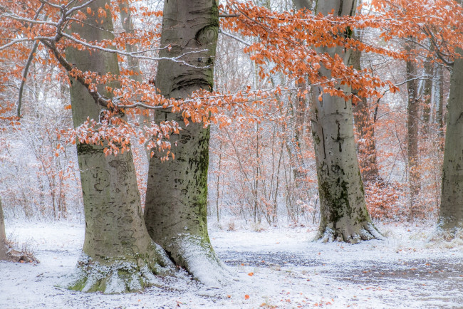 Обои картинки фото природа, деревья, германия, bavaria, englischer, garten, осень, снег, мюнхен, munich, бавария, germany, парк, английский, сад