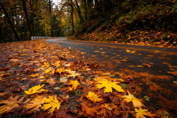 обоя природа, дороги, листья, осень, дорога