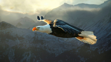 Картинка белоголовый+орлан животные птицы+-+хищники белоголовый орлан птица крылья хищник клюв полёт ястребиные ястребообразные орланы