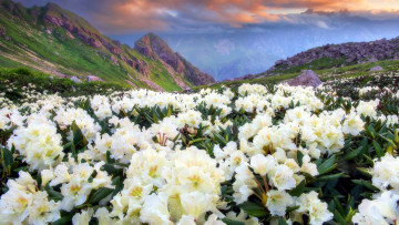 Картинка цветы рододендроны+ азалии горы рододендрон белый луг