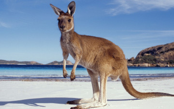Картинка животные кенгуру озеро берег песок горы
