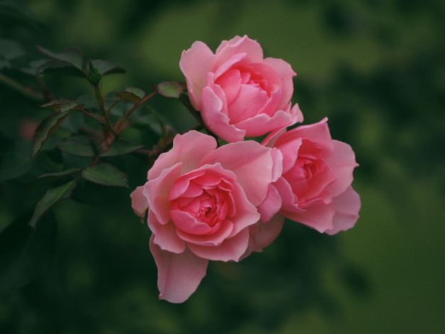 Обои картинки фото цветы, розы, ветка, розовые, трио