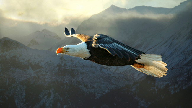 Обои картинки фото белоголовый орлан, животные, птицы - хищники, белоголовый, орлан, птица, крылья, хищник, клюв, полёт, ястребиные, ястребообразные, орланы