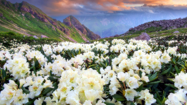 Обои картинки фото цветы, рододендроны , азалии, горы, рододендрон, белый, луг