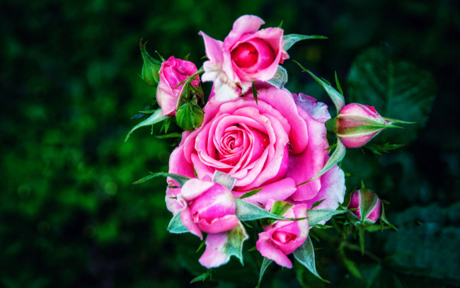 Обои картинки фото цветы, розы, ветка, розовые, бутоны