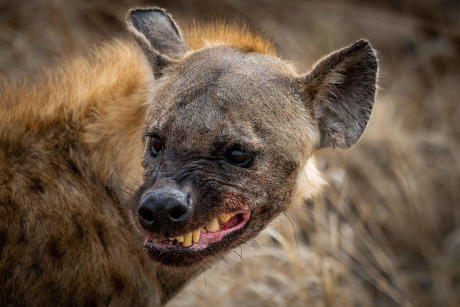 Обои картинки фото гиена, животные, гиены,  гиеновые собаки, hyena, гиеновые, хищник, млекопитающее, шерсть, когти, оскал, зубы, африка