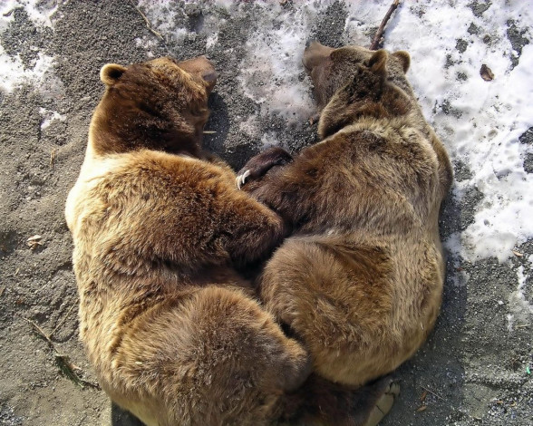 Обои картинки фото животные, медведи