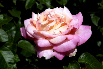 Картинка цветы розы лепестки большой розовый