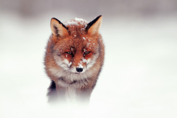 обоя животные, лисы, снег