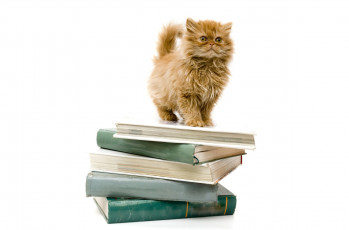Картинка животные коты кот кошка книги