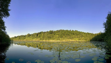 Картинка природа реки озера растения лес озеро