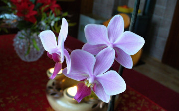 Картинка цветы орхидеи фиолетовые нежные