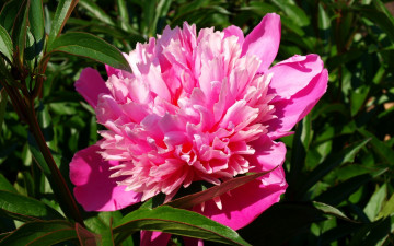 Картинка цветы пионы розовый