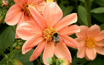 Картинка животные пчелы осы шмели георгины шмель