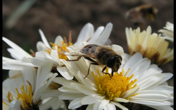 Картинка животные пчелы осы шмели пчела в цветке