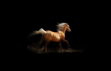 Картинка животные лошади конь лошадь бег чернота