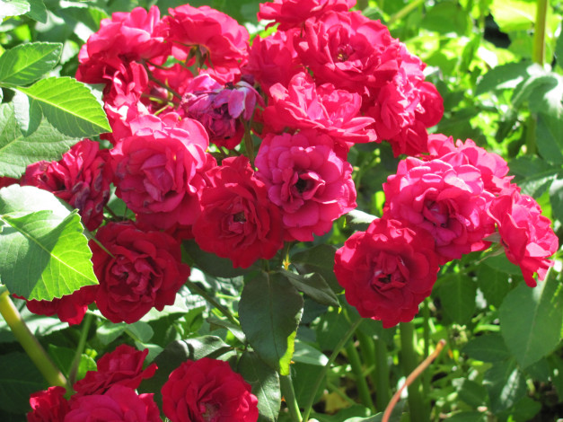 Обои картинки фото цветы, розы, красные, много