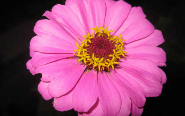 Обои картинки фото цветы, цинния, розовая, макро
