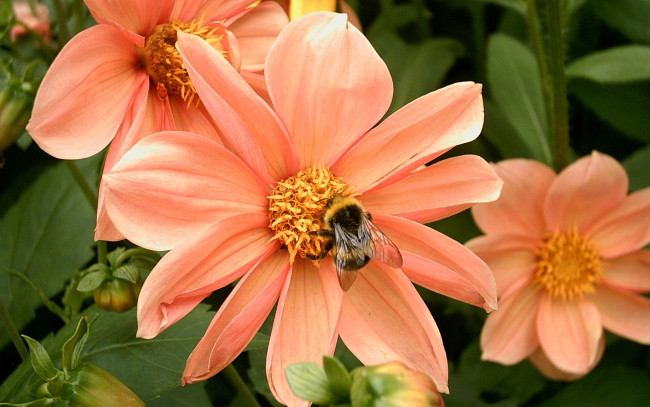 Обои картинки фото животные, пчелы, осы, шмели, георгины, шмель