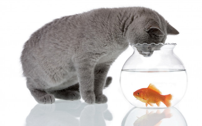 Обои картинки фото животные, разные, вместе, кот, аквариум, рыбка, золотая