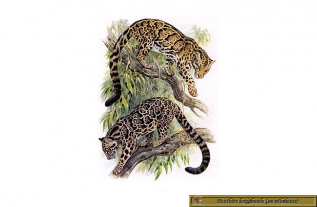 Обои картинки фото рисованные, животные, дымчатый, леопард