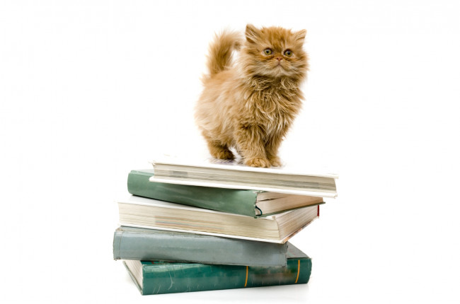 Обои картинки фото животные, коты, кот, кошка, книги