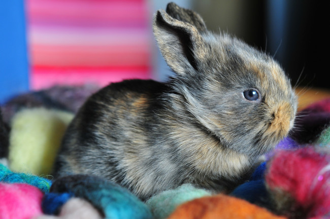 Обои картинки фото животные, кролики, зайцы, пушистый, маленький, серый