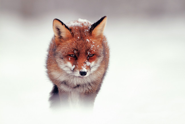 Обои картинки фото животные, лисы, снег