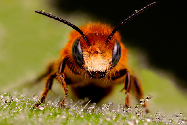 Обои картинки фото животные, пчелы, осы, шмели, макро, пчела