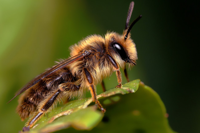 Обои картинки фото животные, пчелы, осы, шмели, пчела, макро