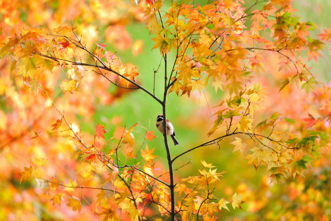 Обои картинки фото животные, птицы, воробей, дерево, осень, листья