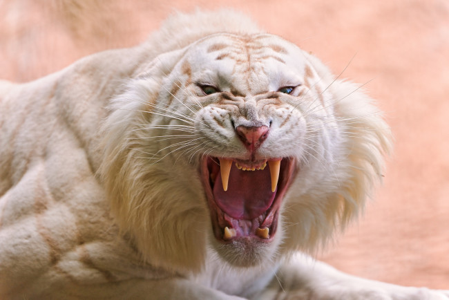 Обои картинки фото животные, тигры, белый, пасть, рык, злость