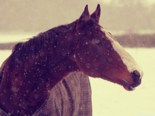 Картинка лошадь зимой животные лошади голова зима снег попона