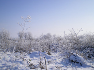 Картинка природа зима кусты сенг небо