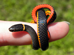 Картинка змея на пальце животные змеи питоны кобры палец кольцо