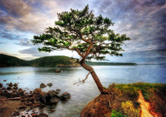 Картинка природа деревья озеро