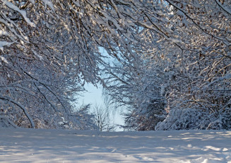 Картинка природа зима ветви снег
