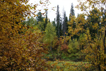 Картинка природа нижневартовска лес осень деревья