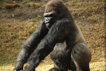 Картинка самец гориллы животные обезьяны обезьяна горилла
