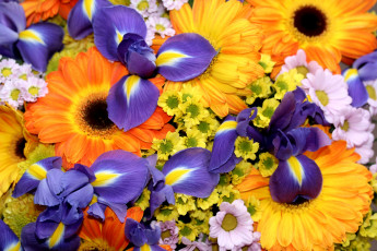 Картинка цветы разные вместе ирисы хризантемы герберы