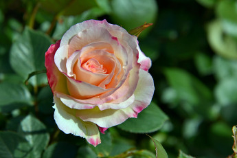 Картинка цветы розы пестрый