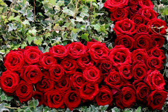Картинка цветы розы сердце красный