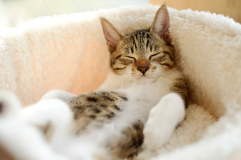 Картинка животные коты сон расслабон котэ