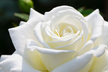 Картинка цветы розы белая роза лепестки макро бутон