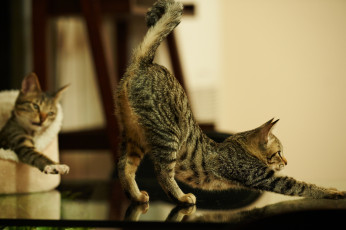 Картинка животные коты котята потягушки