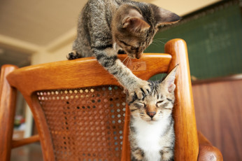 Картинка животные коты кресло котята игра