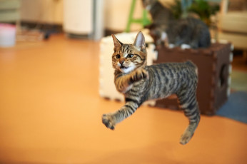 Картинка животные коты полёт прыжок котёнок