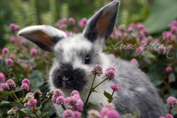 Картинка животные кролики зайцы уши пестрый